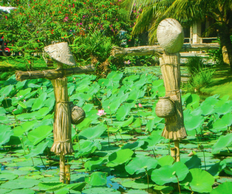 Scarecrows and Lotus Flowers