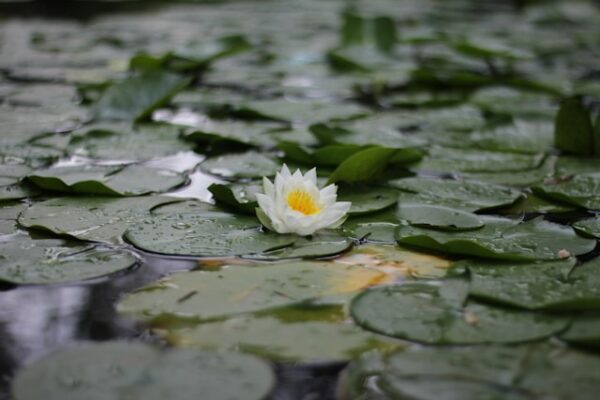 om symbol with lotus flower