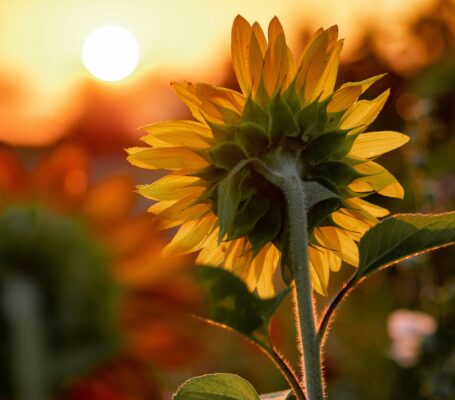 Small sunflower tattoo