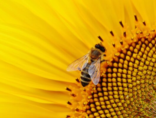 Traditional Bee tattoo